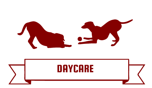 patriot-dog-training-daycare