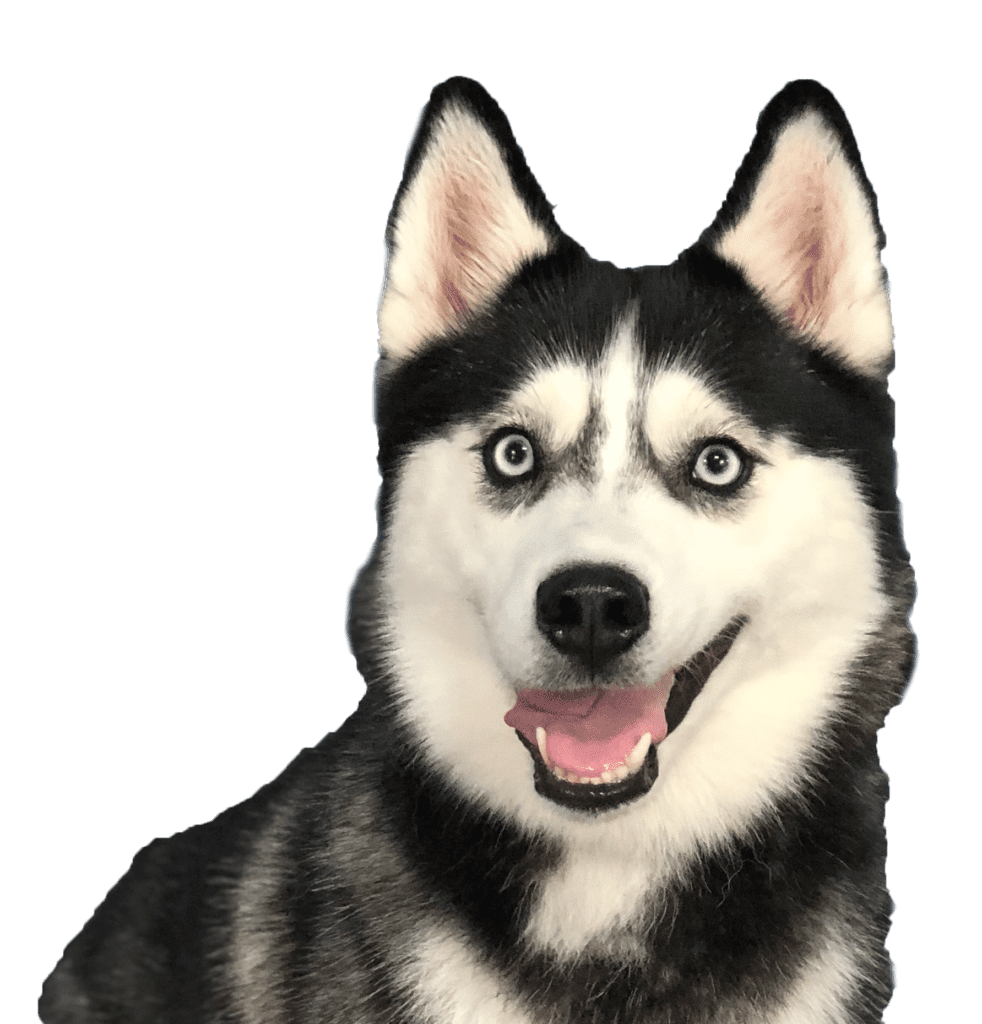 patriot-dog-training-black-and-white-husky
