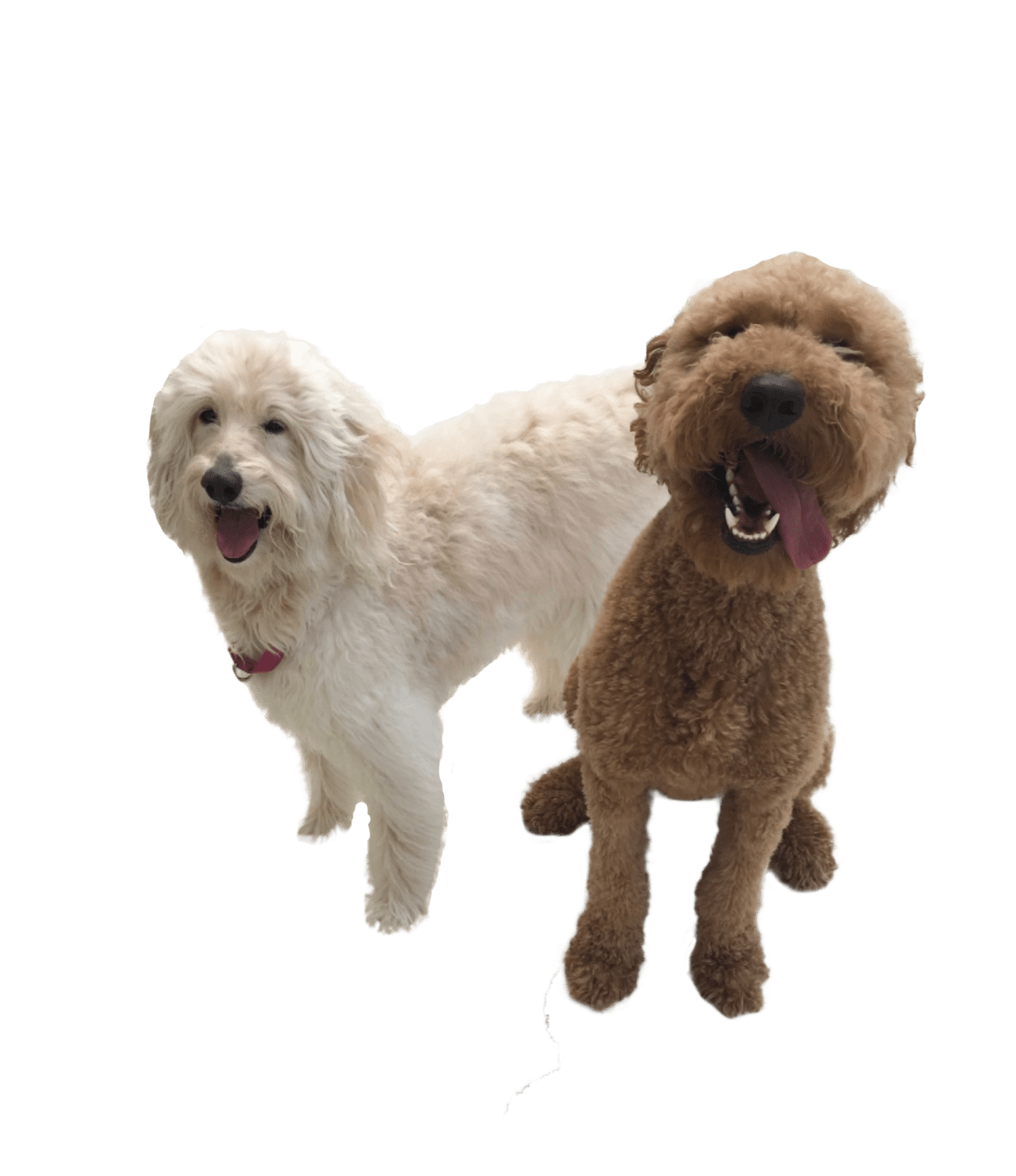 Patriot Dog Training Dallas-Fort Worth