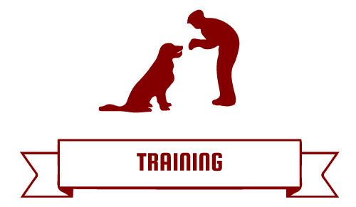 patriot-dog-training