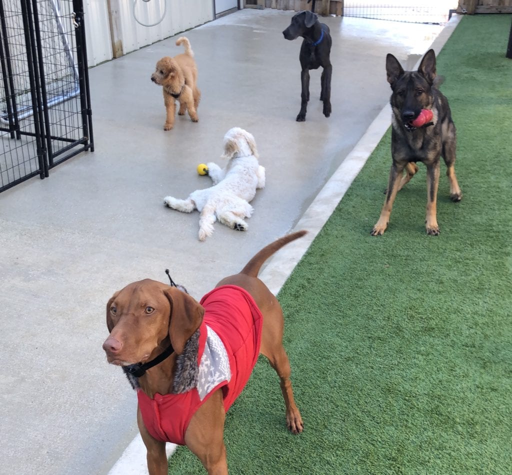 san antonio dog training boerne dog trainer new braunfels obedience training hill country pet resort stone oak dog boarding helotes doggy daycare san marcos puppy training austin canine trainers