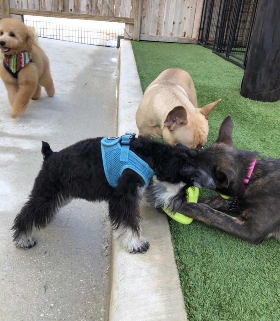 san antonio dog training boerne dog trainer new braunfels obedience training hill country pet resort stone oak dog boarding helotes doggy daycare san marcos puppy training austin canine trainers