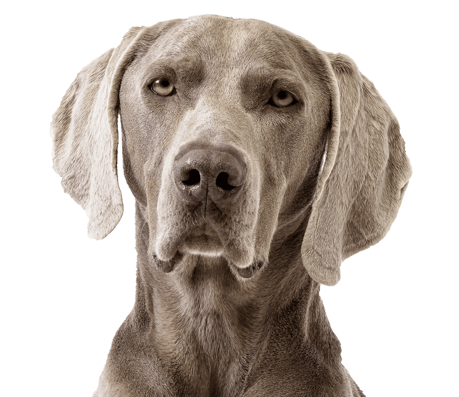 san antonio dog training boerne dog trainer new braunfels obedience training hill country pet resort stone oak dog boarding helotes doggy daycare san marcos puppy training austin canine trainers