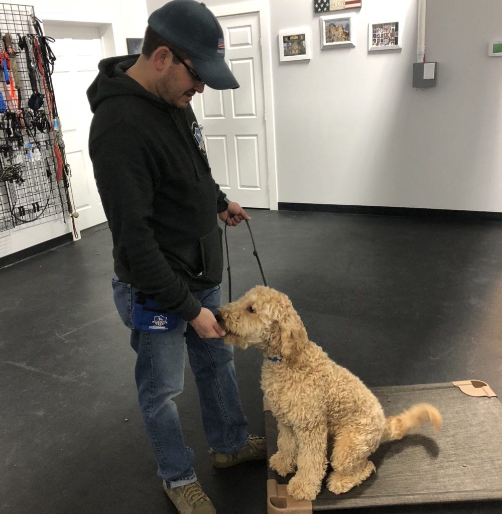 san antonio dog training boerne dog trainer new braunfels obedience training hill country pet resort stone oak dog boarding helotes doggy daycare san marcos puppy training austin canine trainers