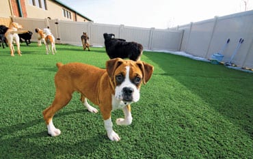 san antonio doggy daycare boerne pet resort austin dog training new braunfels dog trainers