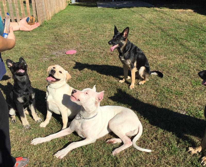 san antonio dog training boerne dog trainer new braunfels obedience training hill country pet resort stone oak dog boarding helotes doggy daycare san marcos puppy training austin canine trainers