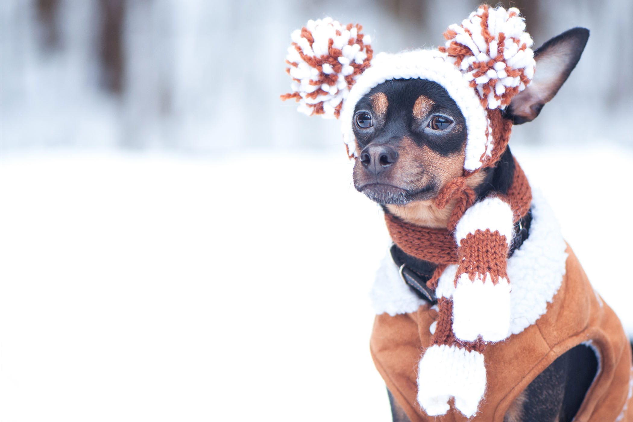 hartstochtelijk donderdag wrijving Winter Tips For Your Dog - Patriot Dog Training