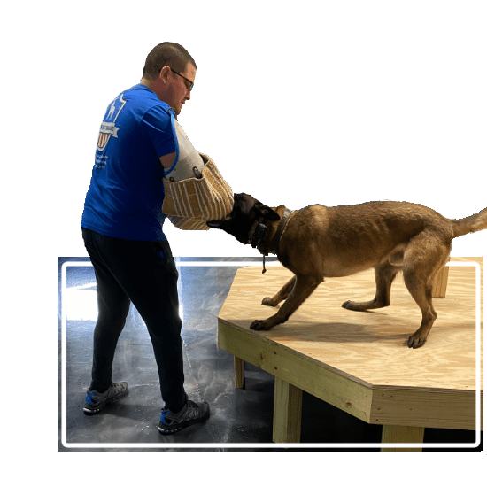 protection dogs for sale san antonio dog training boerne dog trainer new braunfels obedience training hill country pet resort stone oak dog boarding helotes doggy daycare san marcos puppy training austin canine trainers